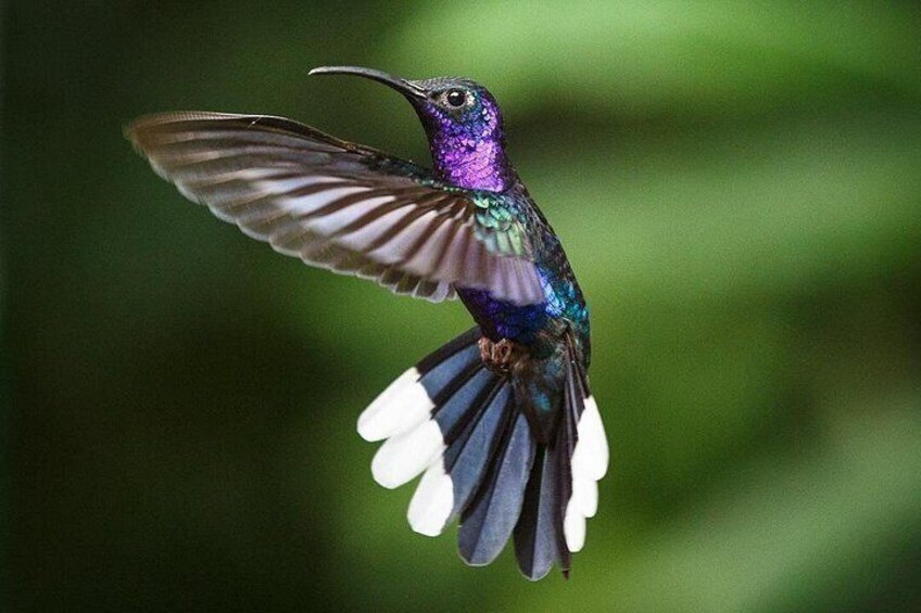 Hummingbird. Monteverde, Costa Rica. 5