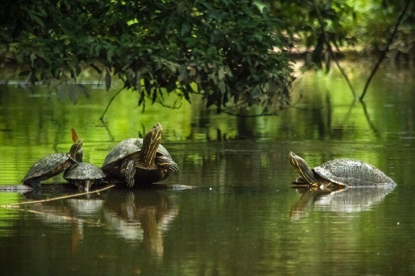 Tortuguero National Park