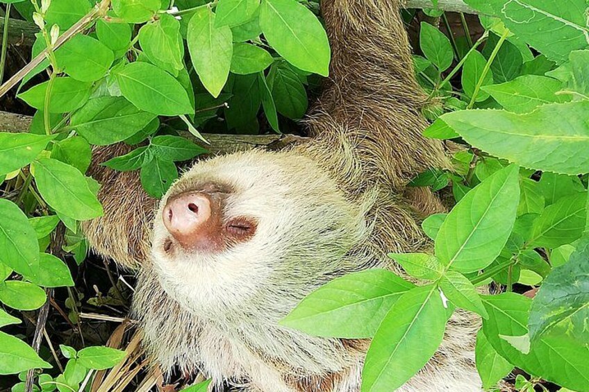 A sloth resting among green leaves. 3