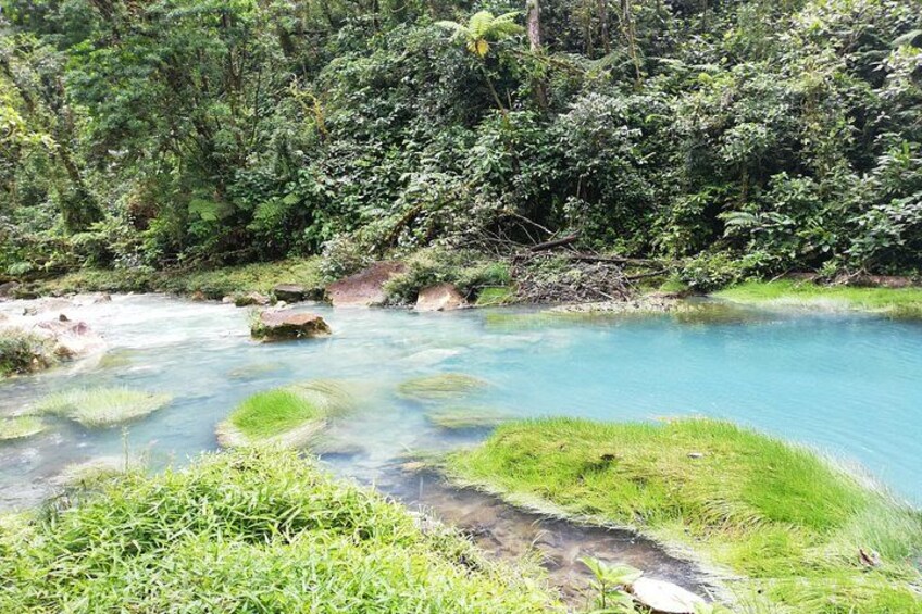 A clear stream with visible rocks and lush greenery. 5