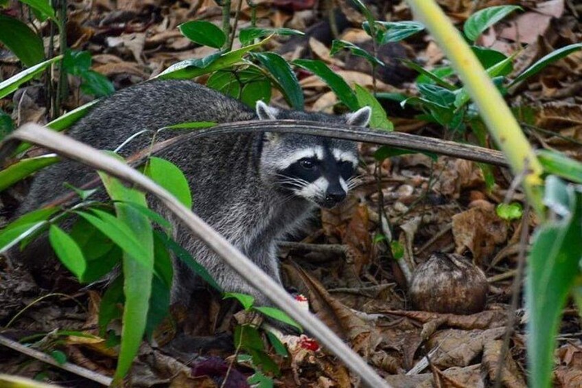 A raccoon in a forested area with green foliage and leaf litter. 2