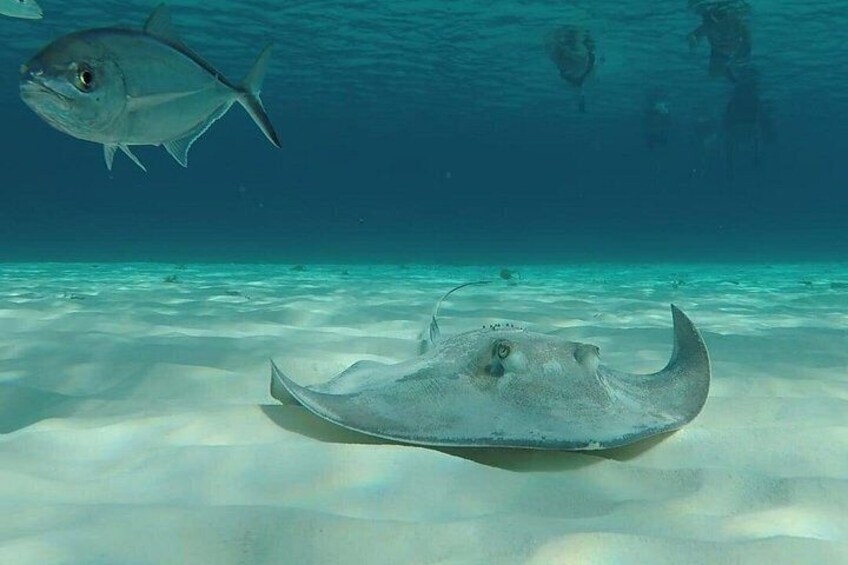 El Cielo reef cozumel 5