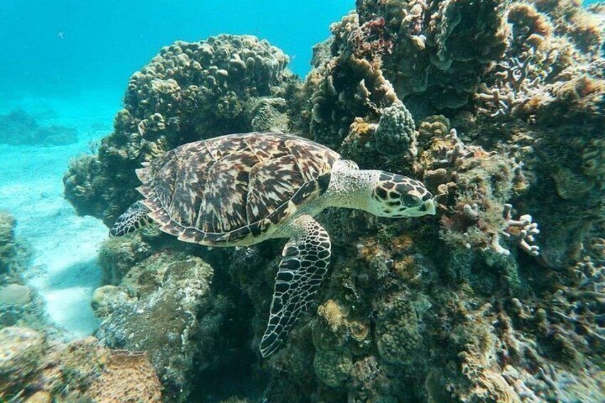 El Cielo and Colombia reefs 2