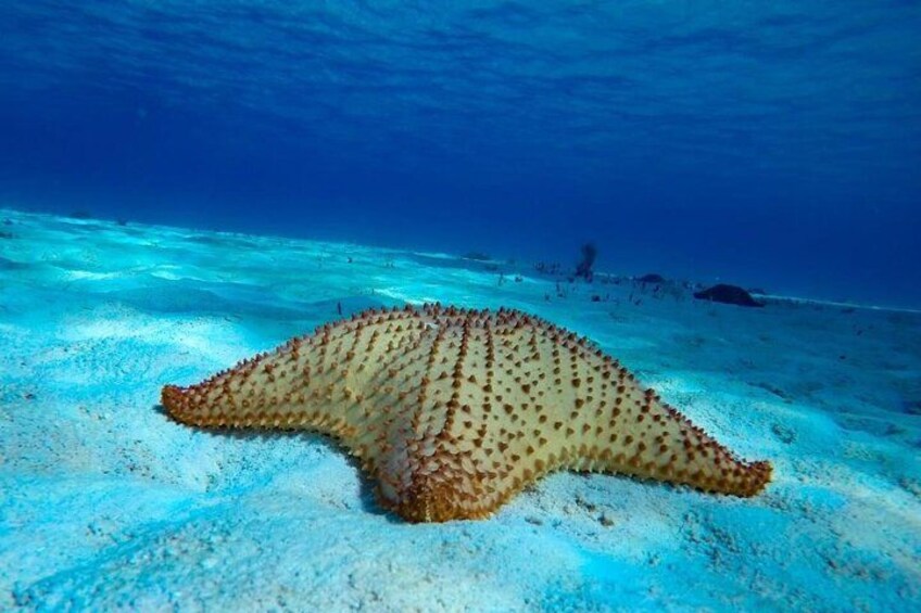 El Cielo Cozumel snorkel Reef 3