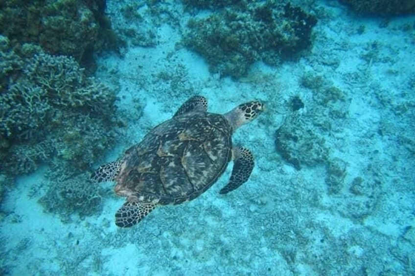 Cozumel Snorkel Amazing marine life 2