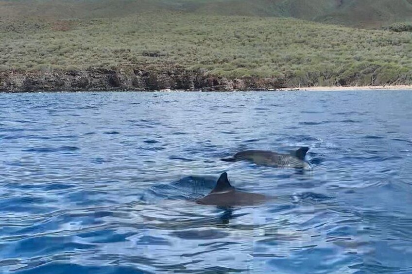 Dolphins will often travel in pods of dozens of animals! 4