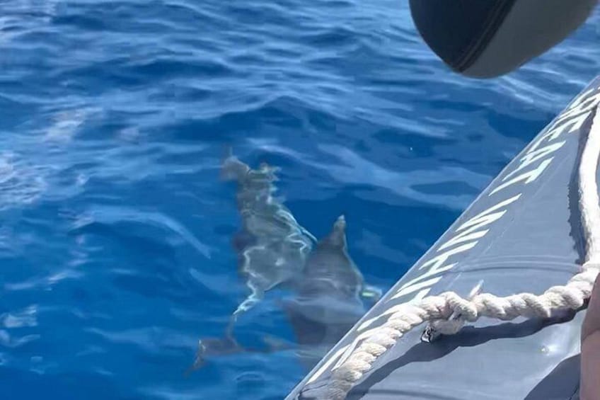 Dolphins swimming alongside our low to water raft vessel . 2