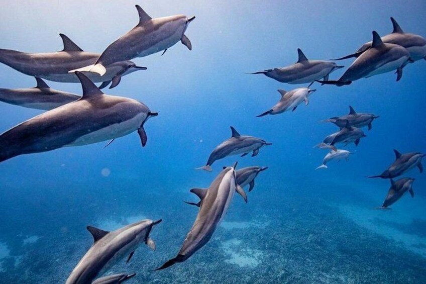 Spinner, bottlenose and spotted dolphins are frequently seen on our snorkel tours. 1