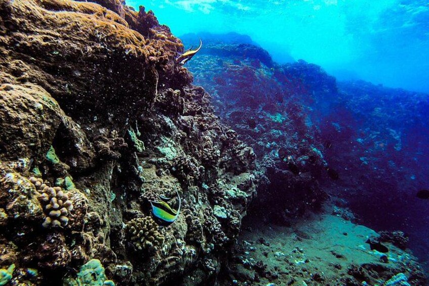 Encounter a variety of tropical fish on our snorkel tours from Maui to Lanai. 4