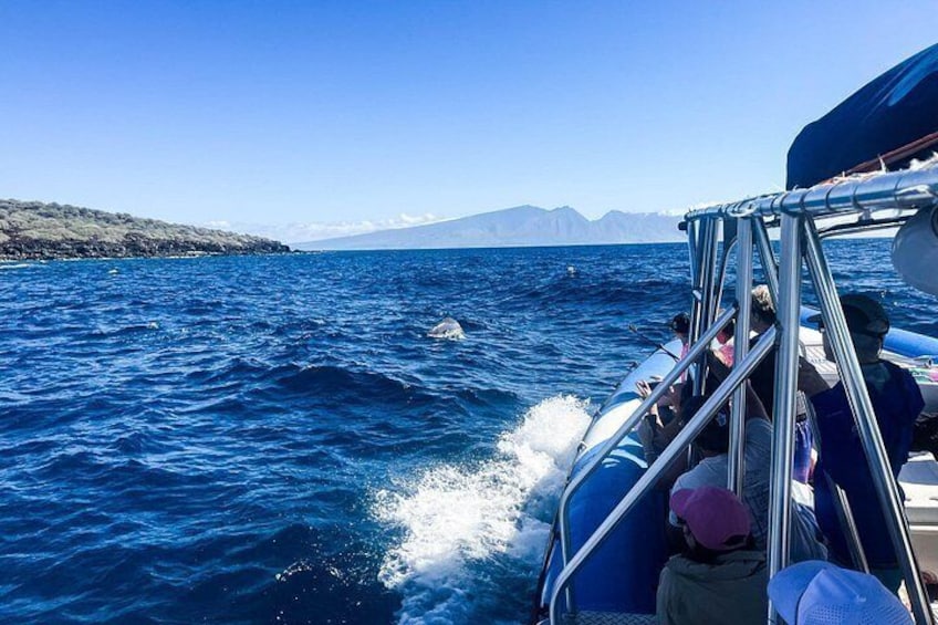Dolphins playing next to the boat 2
