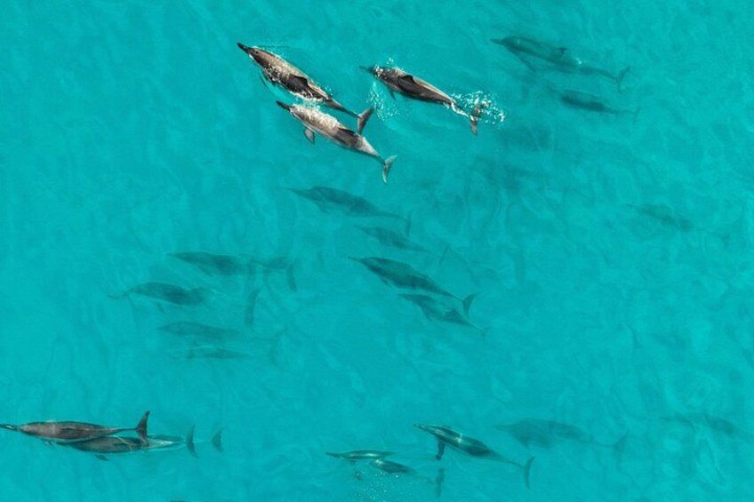 We see dolphins almost every trip, the frequently reside near the island of Lanai and we cross their paths on our way to our snorkel destinations. 3