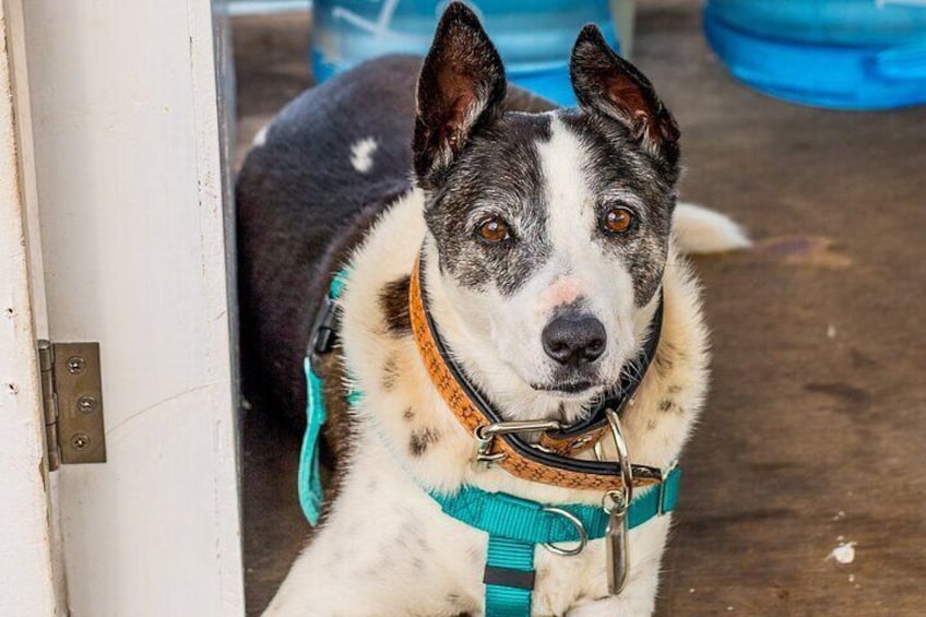 A dog with a teal harness standing in a doorway. 3