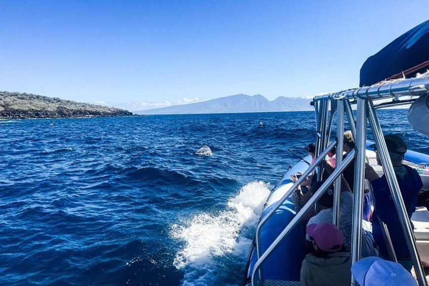 Dolphins playing next to the boat 2