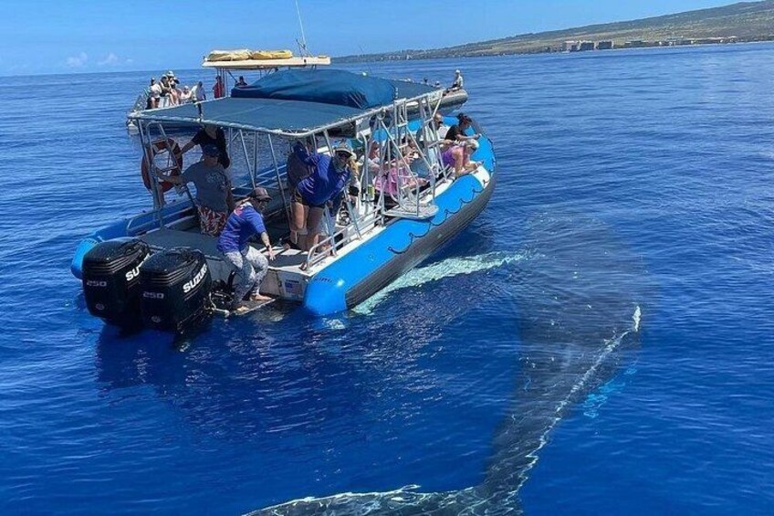 Our Boat "Aloha" also operates our 2n1 SnorkelWhale Watch Tour from December-April 4
