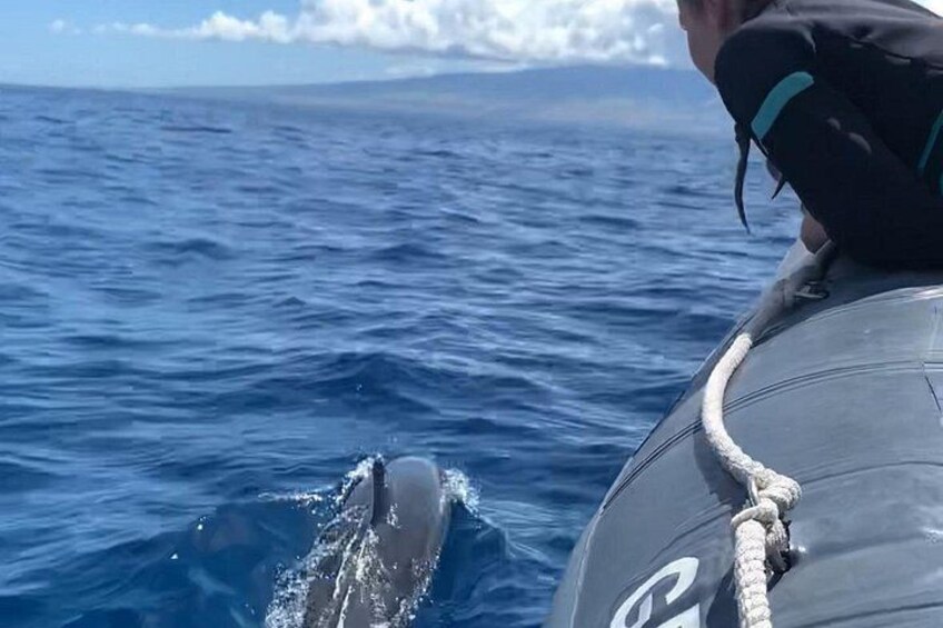 Sometimes the dolphins will swim up to our low to water rafts! 5