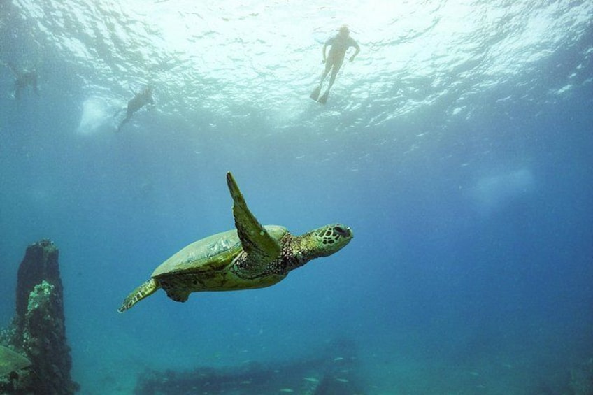 Snorkeling with turtles on Maui or Lanai is a special experience. 3