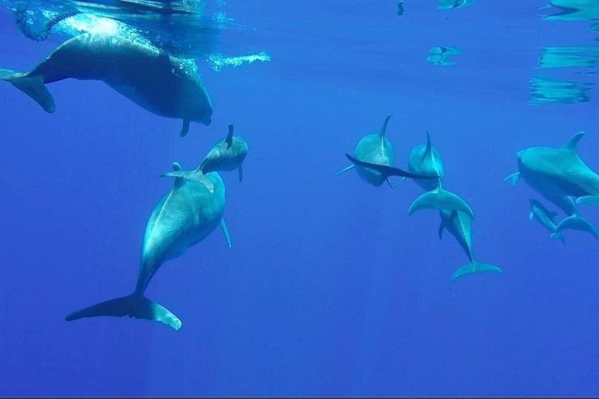 Using a go-pro you can capture some awesome underwater footage of dolphins! 3