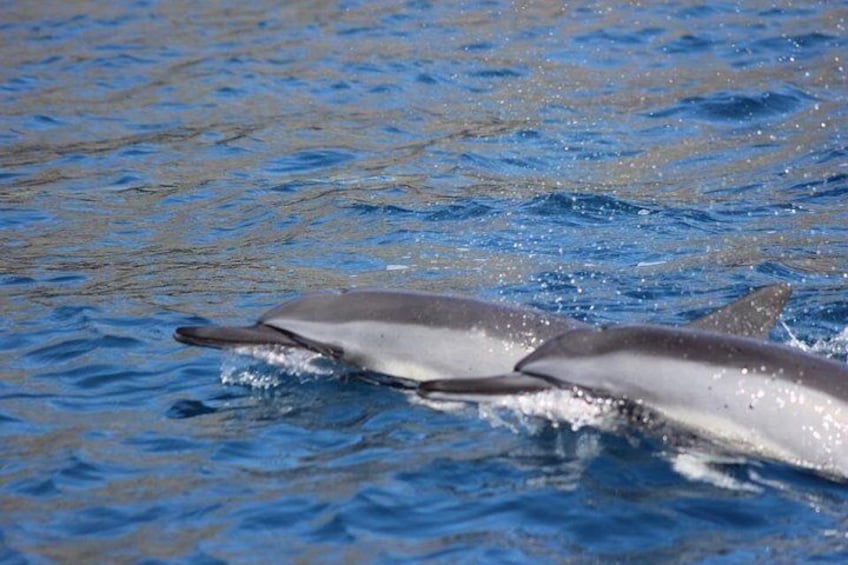 Spinner dolphins surfacing on our tour. 2