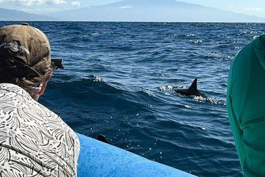 Sometimes the dolphins will come right up to the boat! 5
