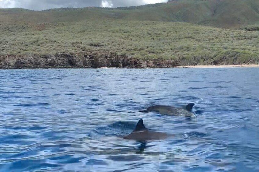 Dos delfines nadan en el océano, con una playa y colinas al fondo. 4
