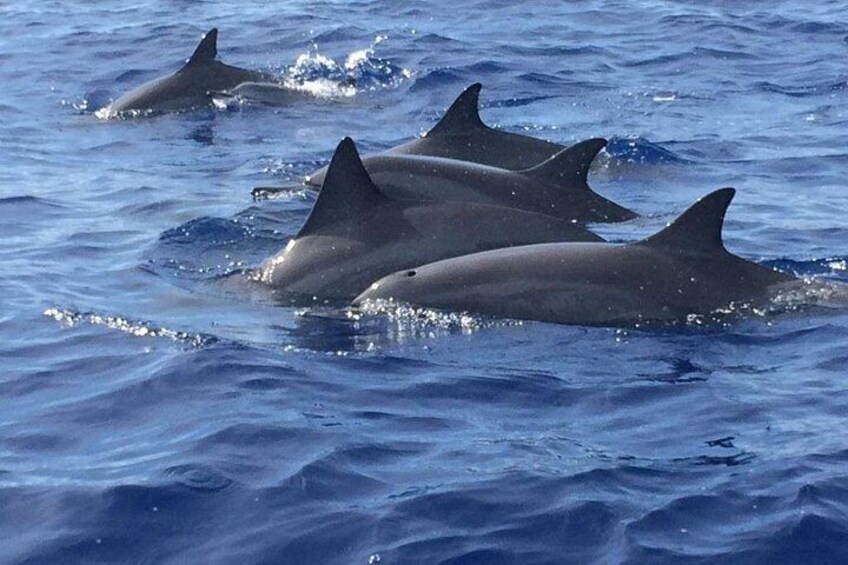 Spinner dolphins in Maui! 2