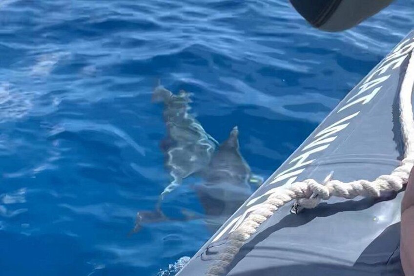 Un bote con un detalle de cuerda y un delfín nadando en el agua. 2