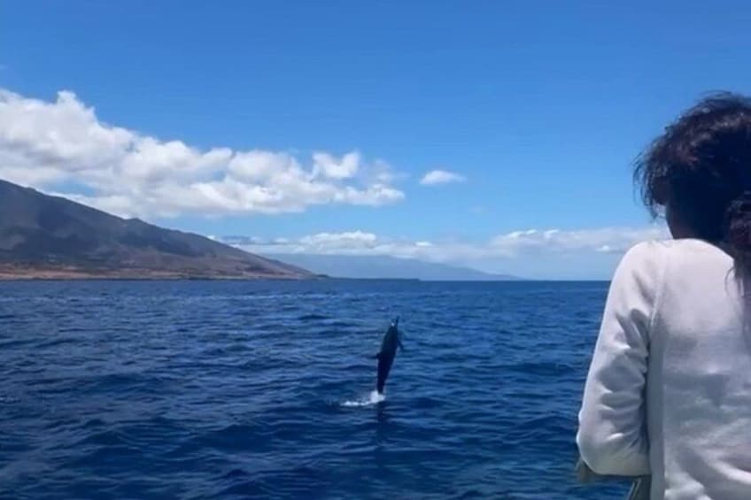 We often see spinner dolphins jumping above the surface. 3