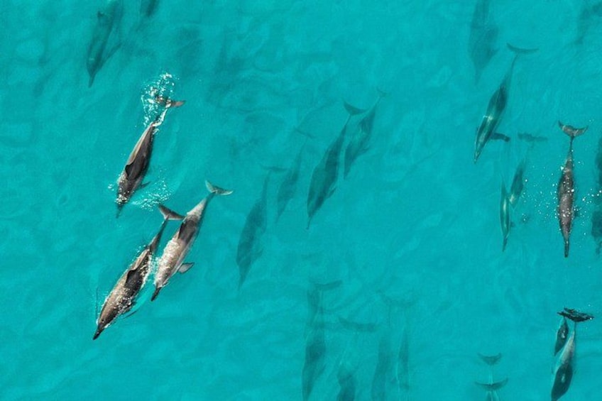 Dolphin watching in Maui is year round and you may see a variety of species. 4