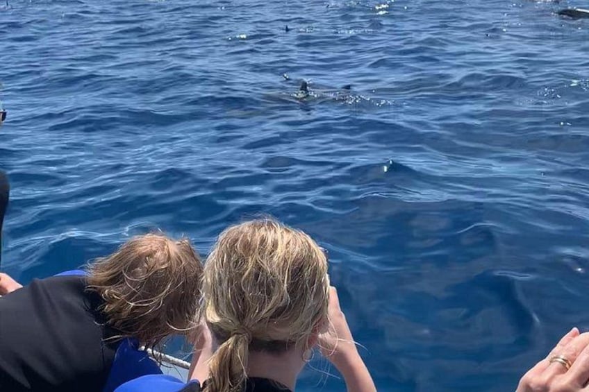 Eye-level marine animal encounters on the low rafts 4