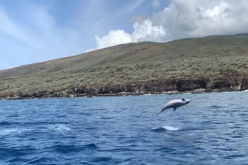 Spinner dolphin jumping from the water! 5
