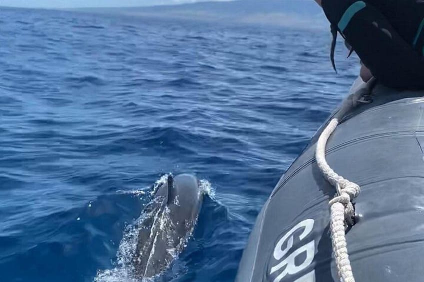 Une personne à bord d’un bateau, avec une corde, un dauphin et l’océan. 2