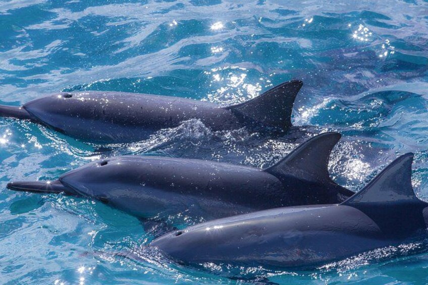 Tres delfines nadando en aguas azul turquesa. 1