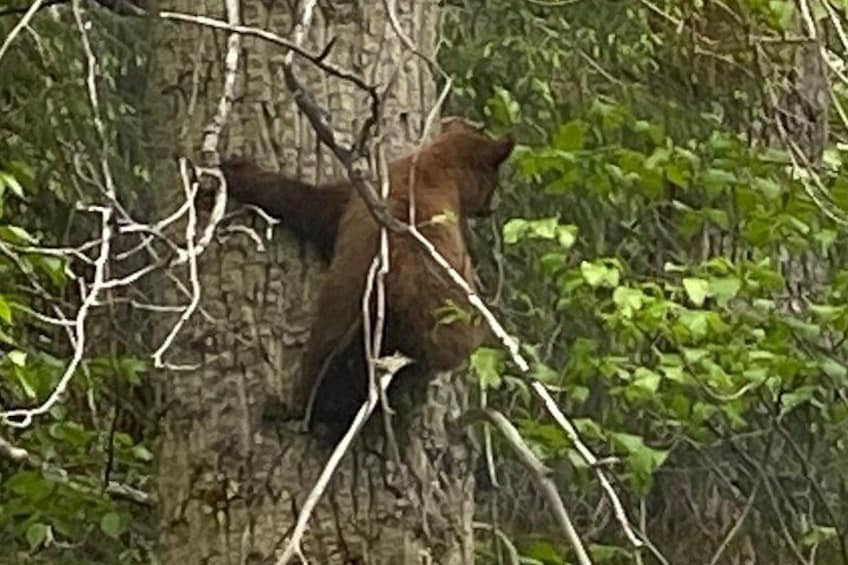 Un oso en un área boscosa con follaje denso y árboles. 2
