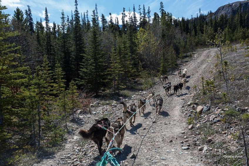 A group of dogs pulling a sled on a rocky trail through a forested area. 1