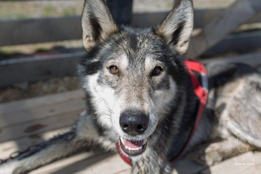 A dog with a red harness lying on a wooden surface. 2