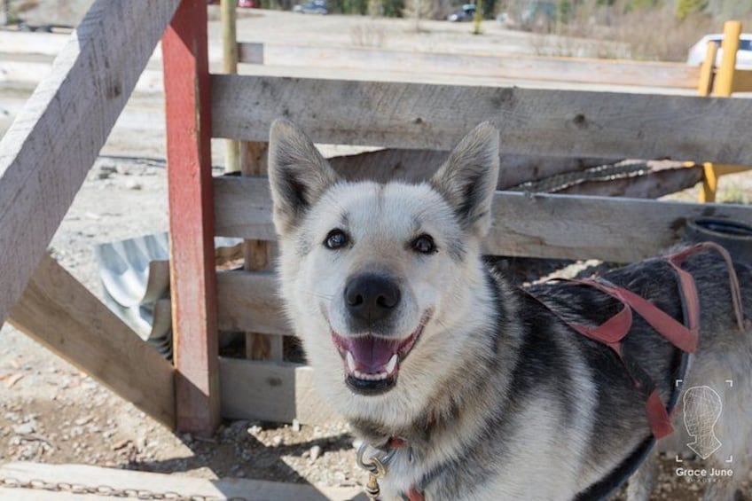 A dog with a harness near a wooden structure. 5