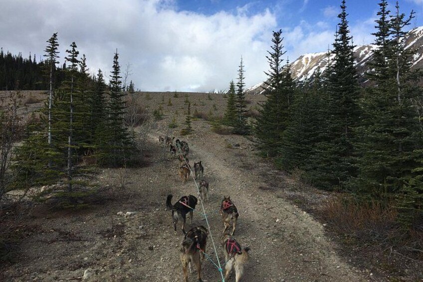 Dogs on the run! 2