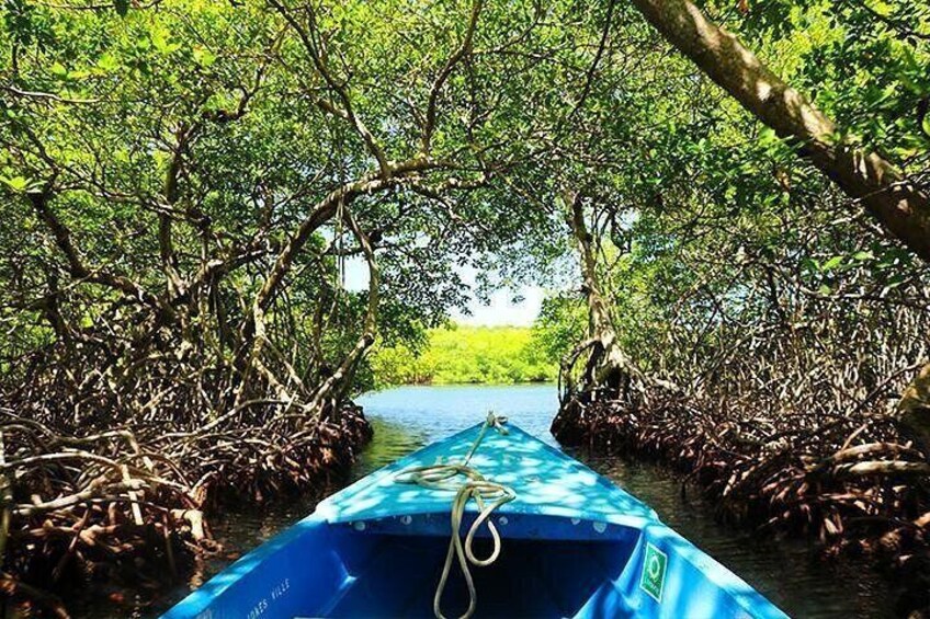 Un bateau navigue sur un cours d’eau étroit, bordé d’une dense forêt de mangroves. 4