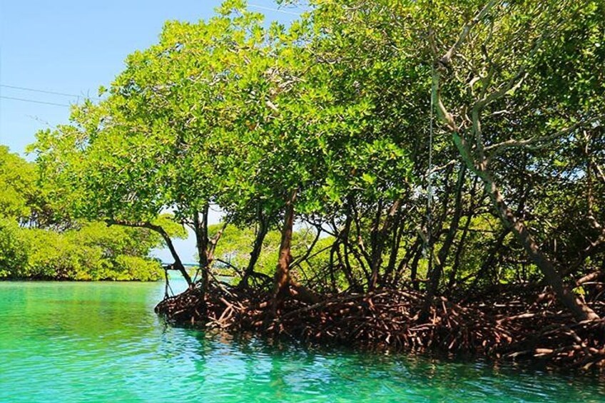 Een mangrovebos met weelderig groenblad en verstrengelde wortels in helder turquoise water. 2