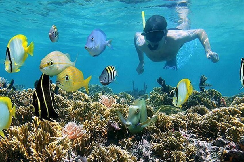 Rich marine life 2