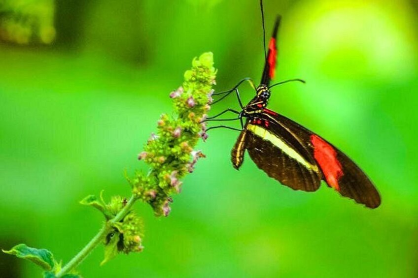 A butterfly on a plant with a blurred green background. 2