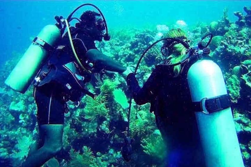 Deux plongeurs sous-marins, équipés de bouteilles d’oxygène, évoluent au milieu d’une faune et d’une flore marines sous-marines. 1