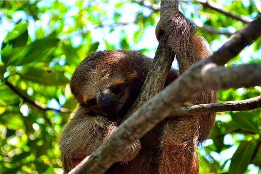 Learn about the sloths