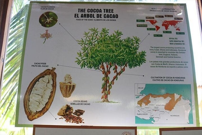 A detailed infographic about the cocoa tree, including parts like the cocoa pod, seeds, and flowers. 2