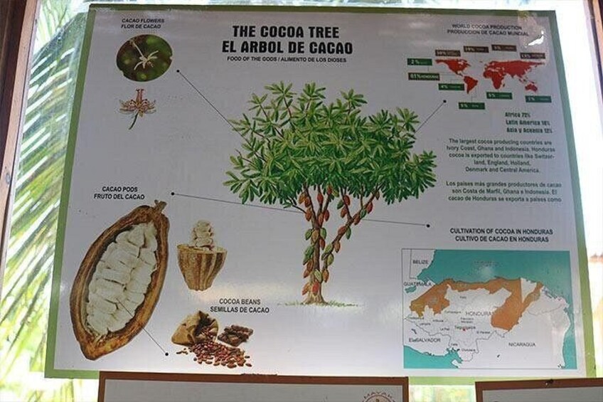 The Cocoa Tree 5