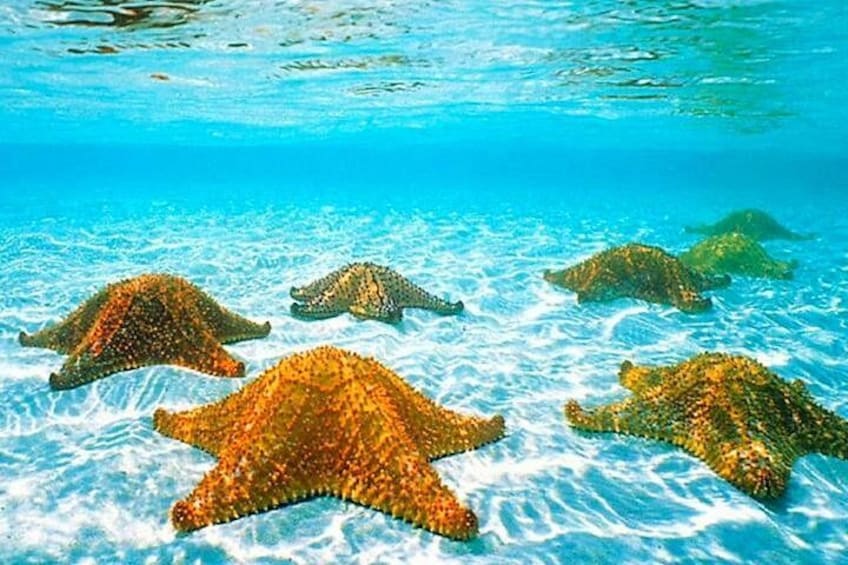 Starfish adventure, bring your GoPro :) 5
