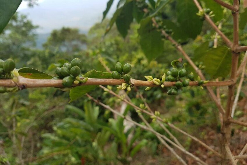 Een koffieplant met groene koffiebonen. 3