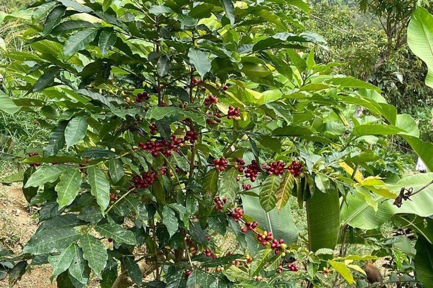 Een koffijtbruin plant met groene bladeren en rode bessen. 4