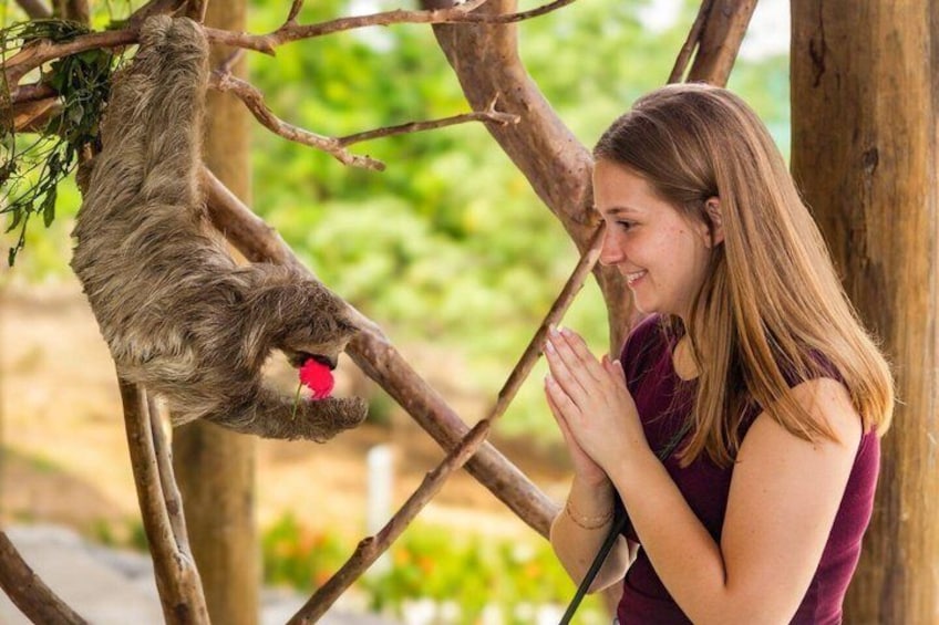 A person interacting with a sloth on a tree branch. 1