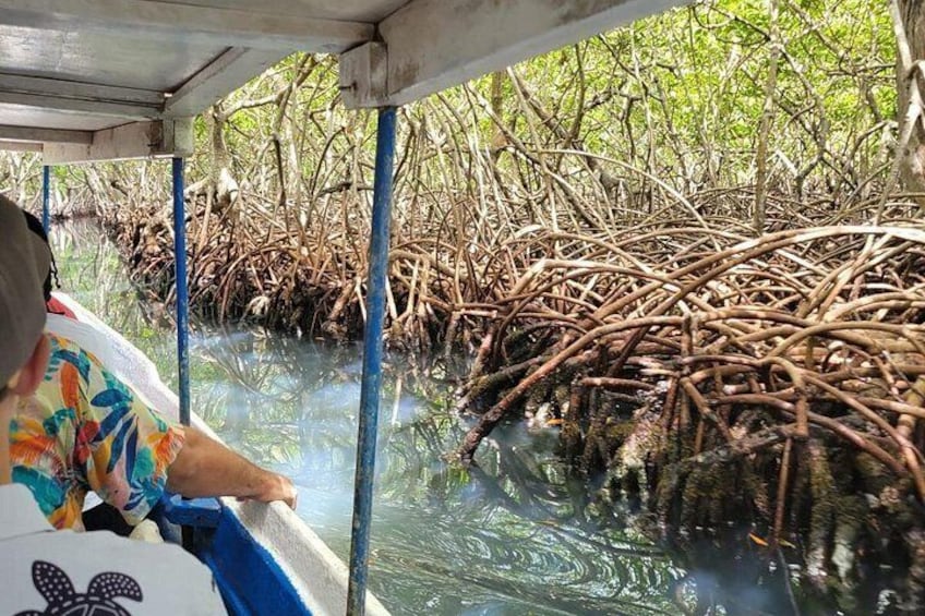 Mangrove Tunnel, Garifuna village,food tasting,wildlife encounter 4